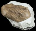 Large Asaphus Kotlukovi Trilobite #6446-1
